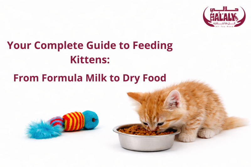 Your Complete Guide to Feeding Kittens: From Formula Milk to Dry Food